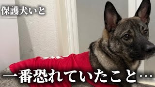     【保護犬】熱が出て、歩き方までおかしくなったいと。今の状態をお伝えします