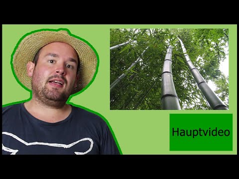 Der Flachrohrbambus Phyllostachys | Flol