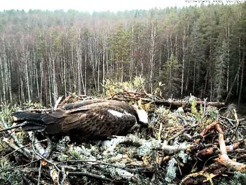 Osprey nestwork