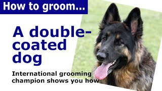 How to groom  a double coated dog - Dog Grooming demonstration