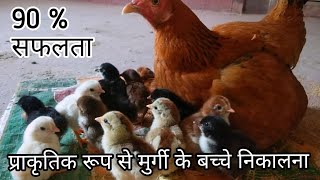Hatching Eggs Naturally  Using Broody Hen ( Hindi 