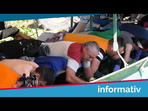 50 meters per hour: The harvest of the famous Spreewald gherkin