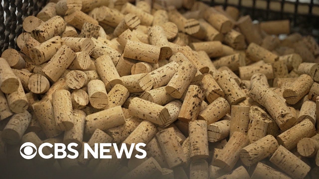 How cork — the same material used to seal wine bottles — could save the planet
