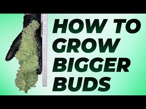HOW TO GROW BIGGER BUDS 🥦 Lollipopping, Pruning and Defoliation with Fast Buds