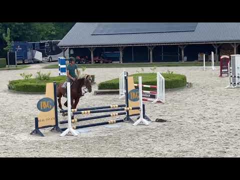 Chacfly ps (chacco blue) x Zambesi (heartbreaker) x Burggraaf approved stallion