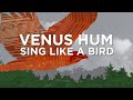 Venus Hum - Sing Like A Bird (Official Lyric Video)