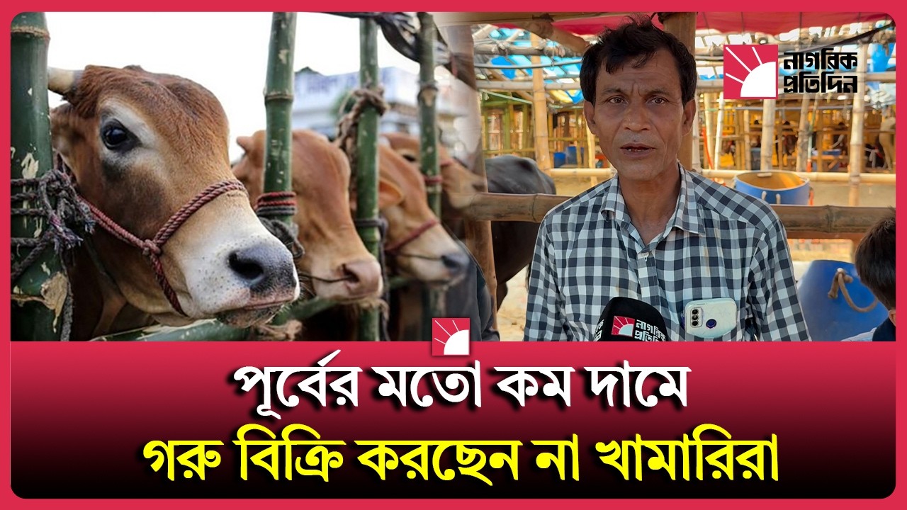 কেন পূর্বের মতো কম দামে গরু বিক্রি করছেন না খামারিরা?