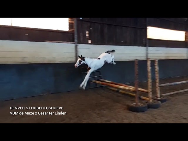Loose jump movie at home Denver st. Hubertushoeve (VDM de Muze x Cesar ter Linden).