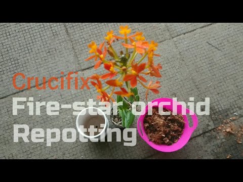 Fire Star "Crucifix" Orchid Repotting