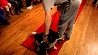 preview picture of video 'Good Purpose Gallery Dog Fashion Show in Lee, MA'