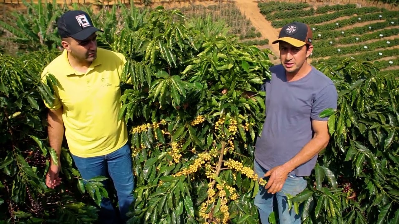 Café Arábica - Cultivares 785 Amarelo,  785 Vermelho e Arara !