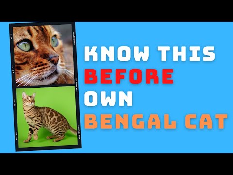Bengal Cat Breed Portrait - What You NEED to Know Before Owning!!