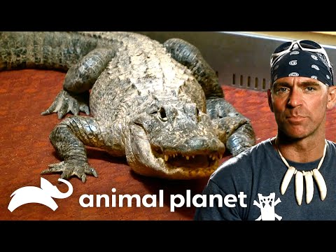 Catching Gators and Crocs | Gator Boys | Animal Planet