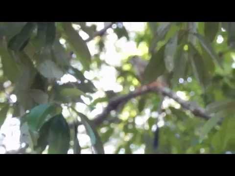 Amazonas Äffchen (Melusine)