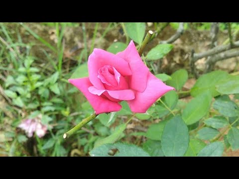 Welcome to Ruksar Gardening Nursery 🌻❣️❤️#gardening #flowers #flowers #plants #satisfying #love