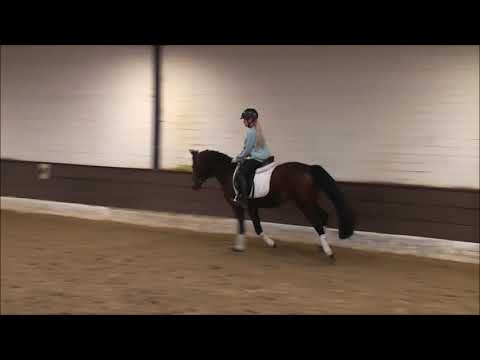 NANDOR 4j DR v. Nemax - Brillant  VB 7500,- Euro