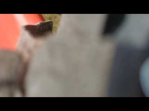 Tag der Bundeswehr 2023