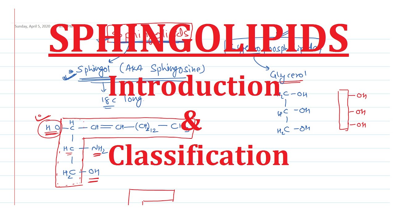 21. Sphingolipids: Introduction & Classification - YouTube