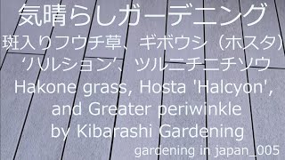 フウチ草、ギボウシ ‘ハルション’、ツルニチニチソウ 小さな庭 6月 Hakone grass, Hosta 'Halcyon', and Greater periwinkle June Summer