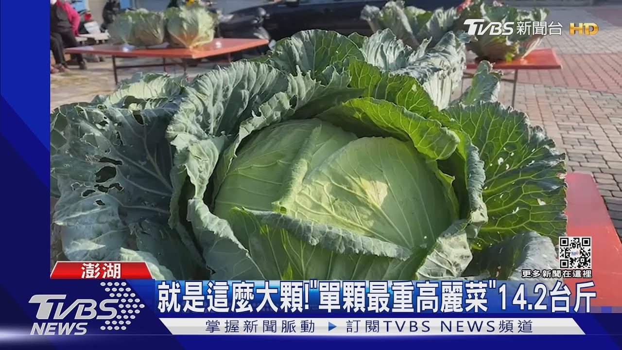 飛機聲嚇大！　澎湖「超巨高麗菜」冠軍出爐