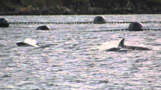 preview picture of video 'Atlantic White Sided Dolphin, Browland, Shetland.'