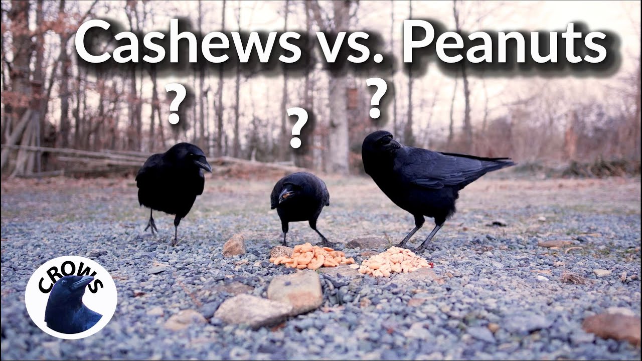 Crows eating Cashews vs Peanuts