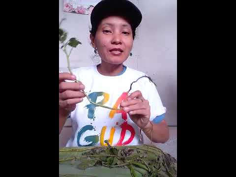 Kumain ng tama at mawalan ng timbang review Litrato Mayra Rosales matapos pagbaba ng timbang