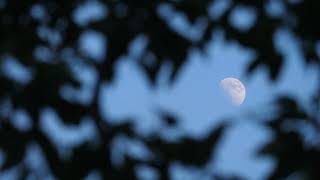 Poetry at SMM: William Cowper - The Nightingale and the Glow Worm