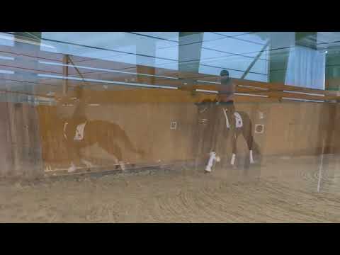 Skyfall // Dressage // Secret // 2019 // Stute