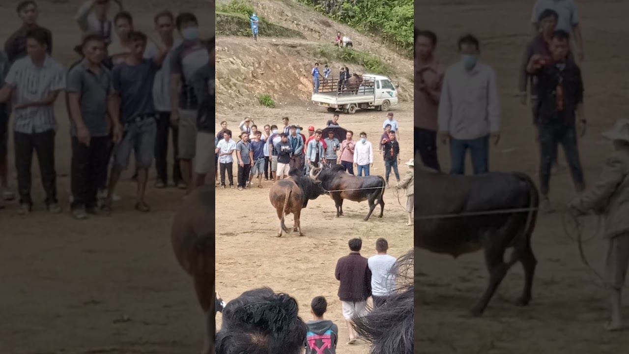 nyuj sib nrau 1-8-2021