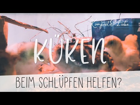 🐣 Küken retten und beim Schlüpfen helfen?! JA ODER NEIN? Meine Erfahrungen 🐤 Kompost&Liebe