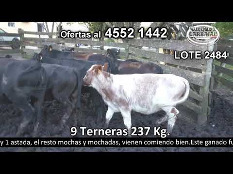 Lote 9 Terneras 8 HO c/  AA y 1 HO c/  SH 237kg -  en Quintón a 10 Km de Tarariras