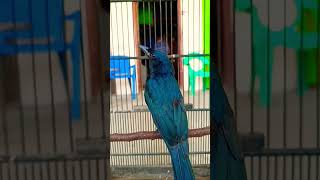 Download lagu burung mitos jekitut hitam #081291544784#shirtsvideo#shortsviralvideo# mp3