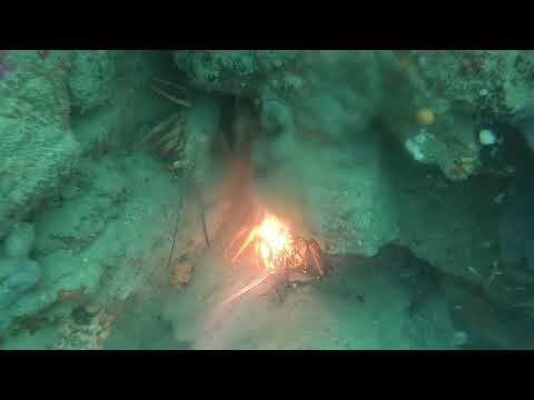 Far North Crayfish Dive - West Coast