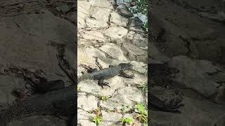 普通にモニターリザードがいます🤭