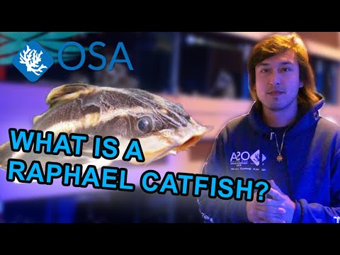 What are Raphael Catfish? | What is a Fish with Taras