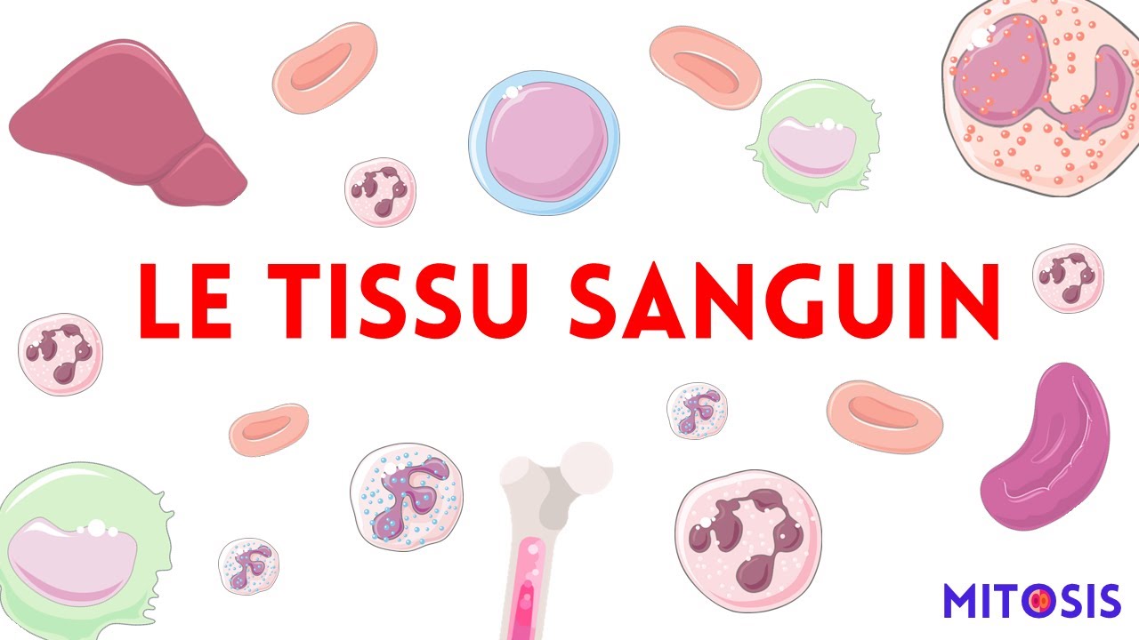Le tissu sanguin (plasma, érythrocyte, lymphocyte, granulocytes...)