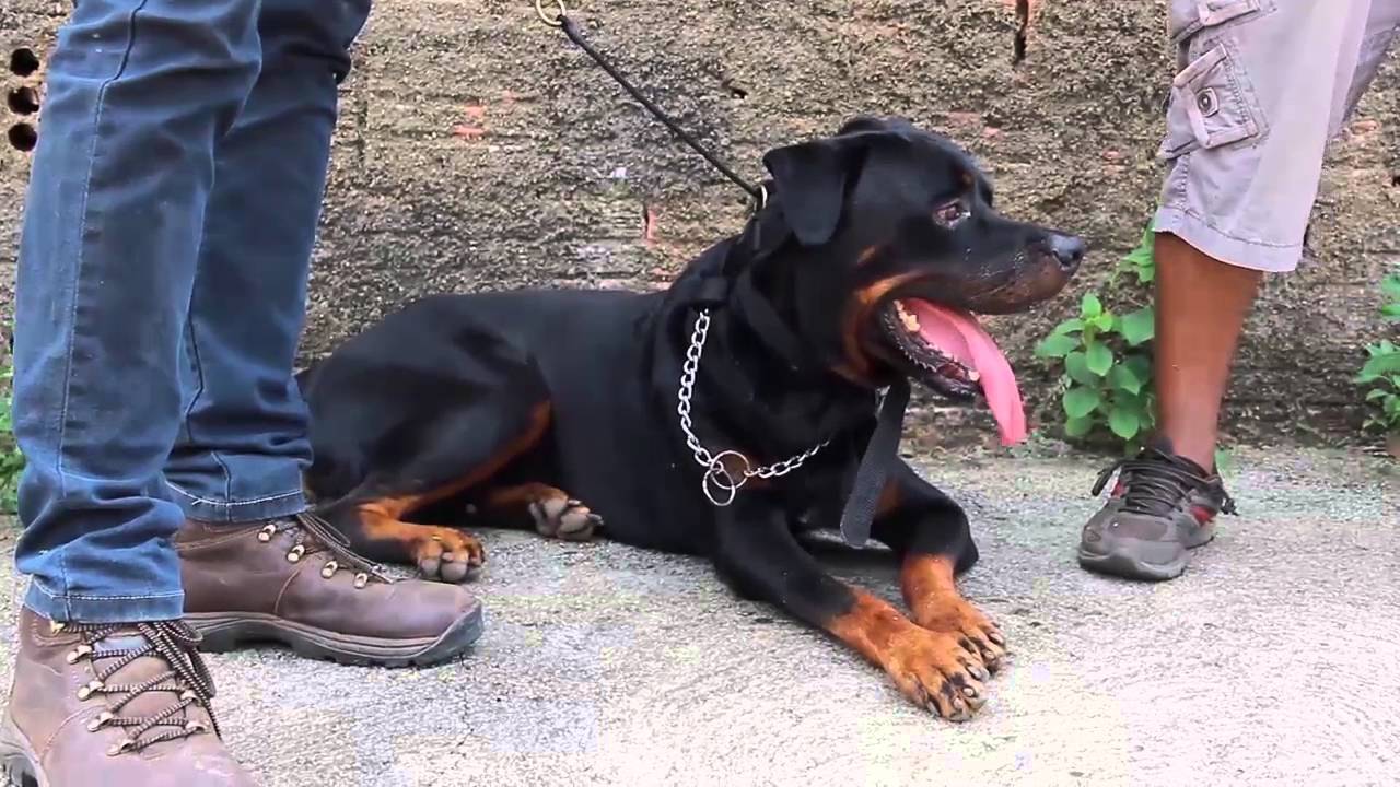 Dino: como resolver o ciúme de um cão rottweiler