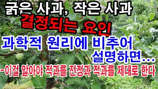 굵은 사과, 작은 사과 결정되는 요인 과학적 원리에 비추어 설명하면...이걸 알아야 전정과 적과를 제대로 한…