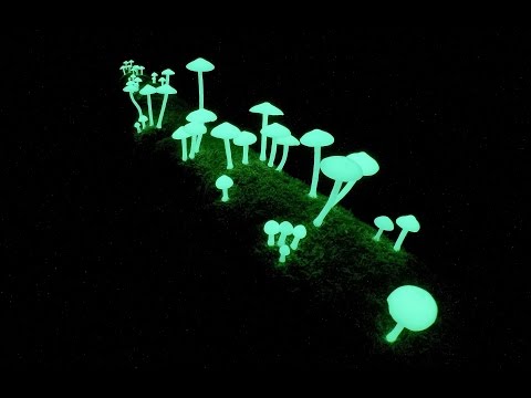Glow in the Dark Mushrooms