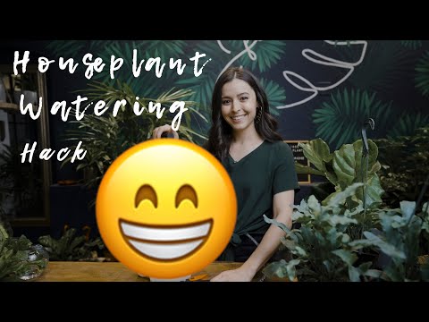 My FAVORITE Houseplant Watering Hack!