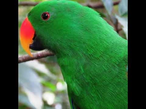 OBUBONERO BWOMUNTU,ALIKO EMYOYO EGYIKULIRA EKIIKA BWEBUNO