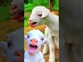 Cute Goat KID Puppy ️