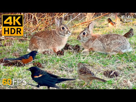 Cat TV for Cats to Watch 😺 Cute Bunnies, Spring Birds, Squirrels 🐿 8 Hours 4K HDR 60FPS