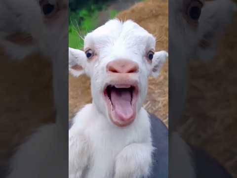 #funny #cute #goat #cow #sheep #dog #monkey #animal #cat #animals | 18