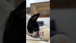 フレブルのおもちゃの使い方が斬新すぎた😂
