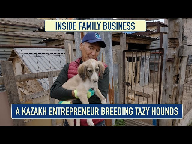 A Kazakh Entrepreneur Breeding Tazy Hounds