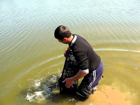 Repopulare 11 balta Valea Bisericii 2 - Dragoesti - La Florin 13.05.2011