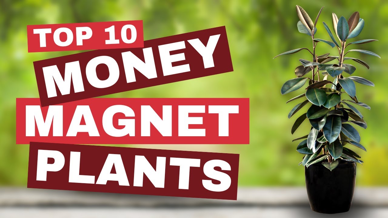 💰 Money-Magnet Plants ─ TOP 10 Plants to Boost Your Home's Fortune! ✨🤑
