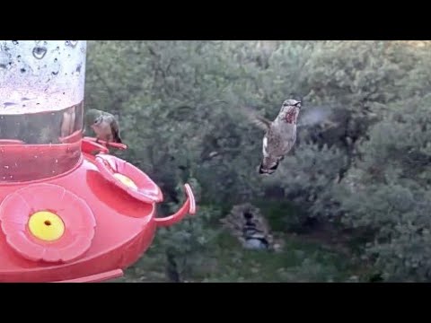 Anna's Hummingbirds Hover And Sparkle In West Texas – Oct. 5, 2023